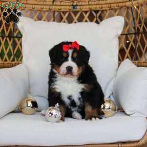 Princess Star, Bernese Mountain Dog Puppy